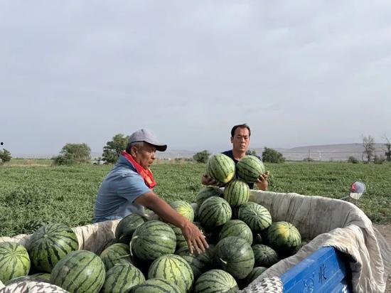 郝桥镇吃瓜,瓜香四溢，品味乡村田园生活