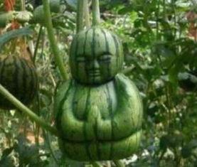 吃瓜网在哪下,吃瓜网在哪下，带你轻松追踪热门资讯