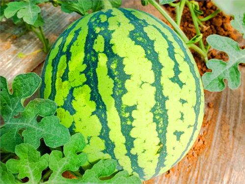 吃瓜网在哪下,吃瓜网在哪下，带你轻松追踪热门资讯