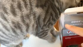 猫吃瓜的好处,健康美味两不误的神奇益处