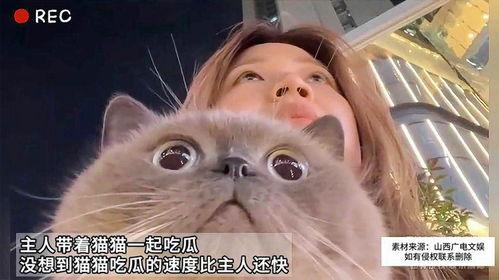 猫吃瓜的好处,健康美味两不误的神奇益处