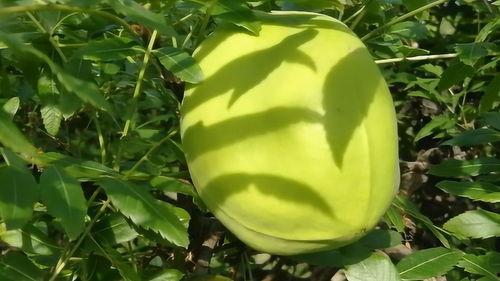 什么野生瓜可以吃,探寻可食用的野生瓜果奥秘