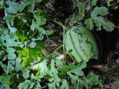 什么野生瓜可以吃,探寻可食用的野生瓜果奥秘