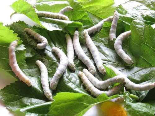 不是养蚕人 吃瓜,品鉴夏日瓜果盛宴