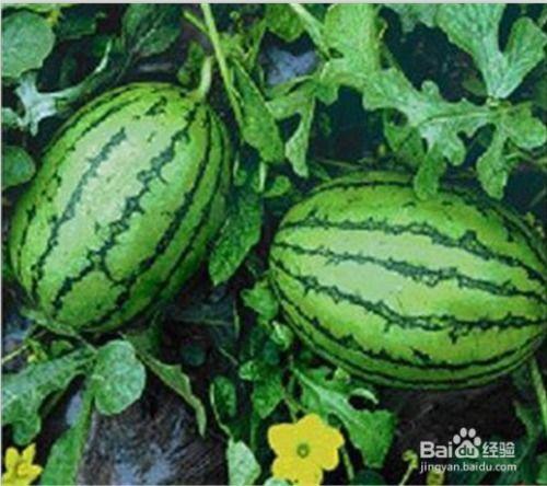 可以吃瓜,一起来吃瓜吧！