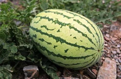 吃宁夏硒砂瓜,沙漠中的绿色宝石，滋养健康的甜蜜之源