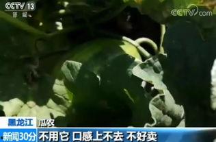 衡水市吃瓜,品味生活新滋味