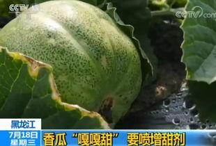 衡水市吃瓜,品味生活新滋味