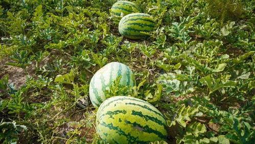 衡水市吃瓜,品味生活新滋味