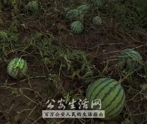 湖北公安吃瓜,揭秘背后真相与网络舆论风暴