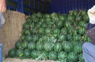 安丘凌河吃瓜,一场别开生面的“吃瓜”盛宴