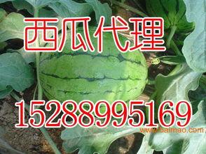 安丘凌河吃瓜,一场别开生面的“吃瓜”盛宴