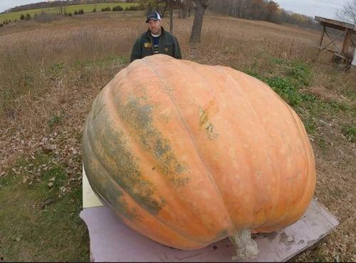 瓜吃瓜,揭秘“吃瓜群众”背后的社会现象