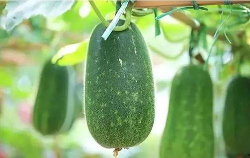 吃瓜讲重庆,重庆美食地图大揭秘