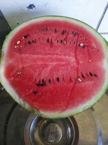 5号吃瓜选手,瓜界风云人物背后的故事