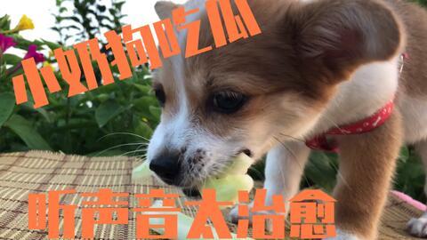 小狗吃瓜怎么处理,紧急应对指南