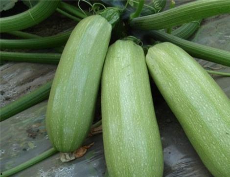 网上吃瓜的好处,揭秘网上吃瓜的五大益处