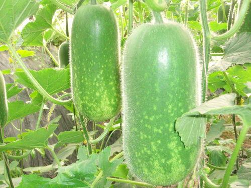 泸职院吃瓜,揭秘校园风云背后的真相