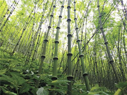 西南林业吃瓜,吃瓜群众的欢乐盛宴