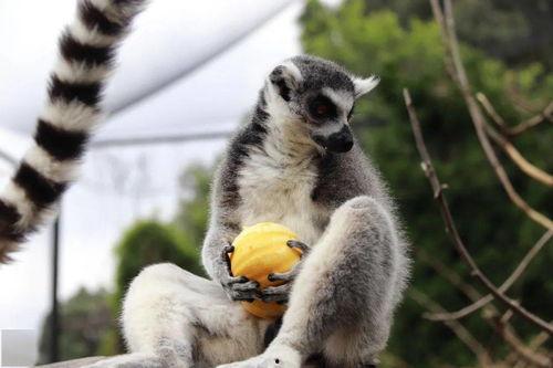 什么动物吃魔鬼瓜,神秘诱惑，食蚁兽的美食奇遇