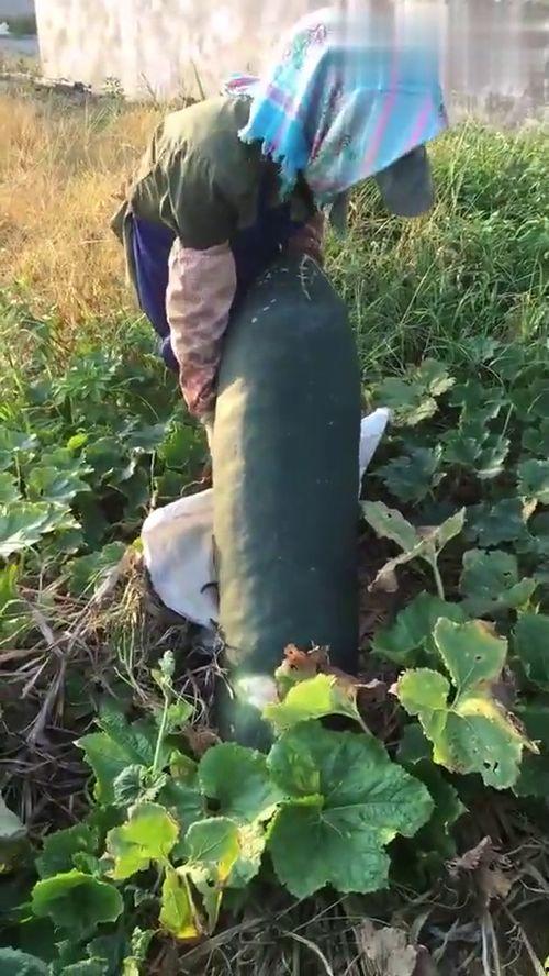 吃的都是烂瓜,探寻民间独特食文化